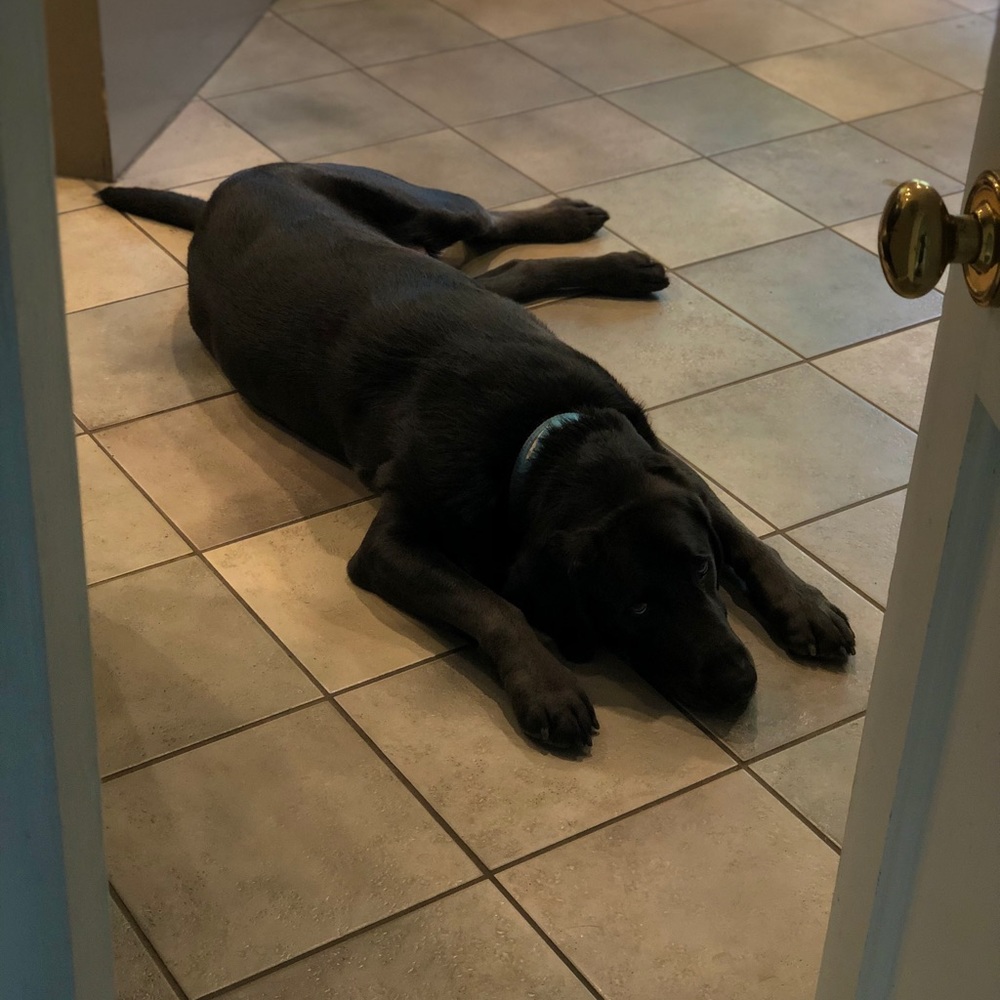 Meet your Posher, Sam